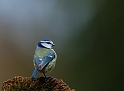 Blue tit - I
